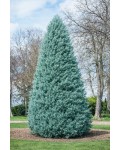 Кипарис аризонський Глаука|Cupressus arizonica Glauca|Кипарис аризонский Глаука 